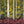 Aspens with Red Ferns